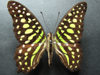 Adult Female Upper of Green Spotted Triangle - Graphium agamemnon ligatus